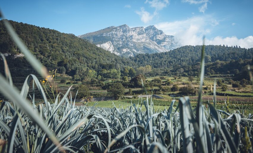 Der Monte Stivo vom Passo Bordala | © Archivio Garda Trentino (ph. Tommaso Prugnola), Garda Trentino  Der Monte Stivo vom Passo Bordala | © Archivio Garda Trentino (ph. Tommaso Prugnola), Garda Trentino