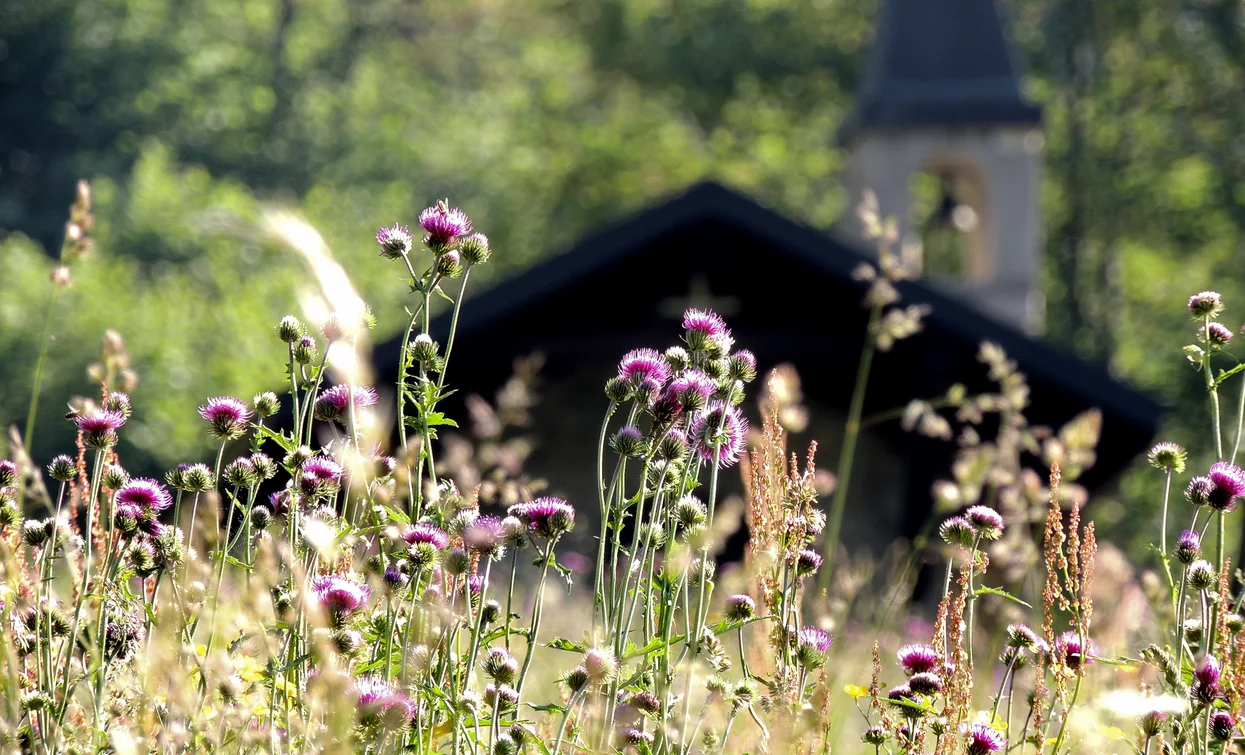 Blüte bei Sant'Anna | © Archivio Garda Trentino (ph. Fabrizio Novali), Garda Trentino 