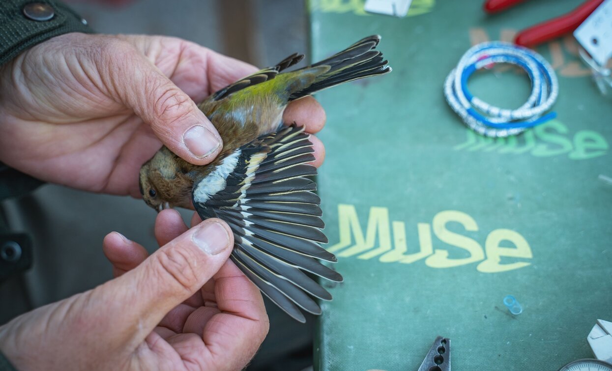 Inanellamento degli uccelli migratori a Caset | © Archivio Garda Trentino (ph. Tommaso Prugnola), Garda Trentino 