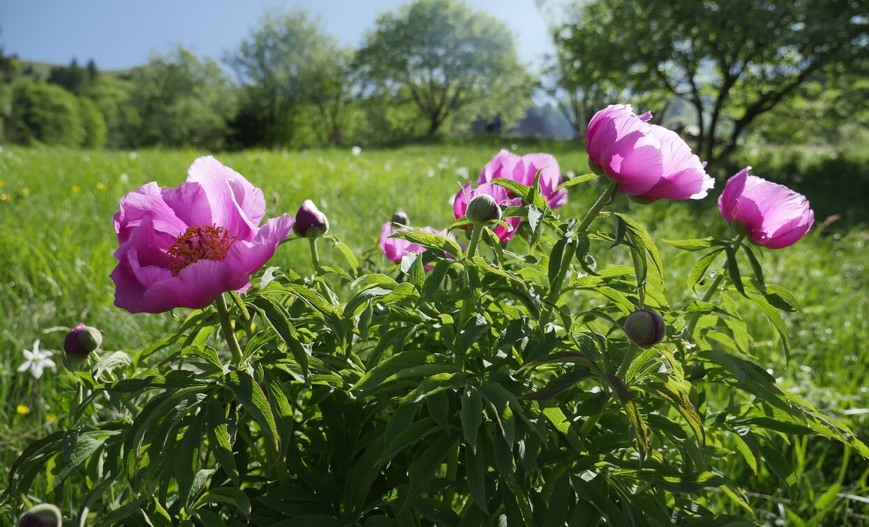 Peonies in bloom in Dromaé | © Archivio Garda Trentino (ph. Roberto Vuilleumier), Garda Trentino