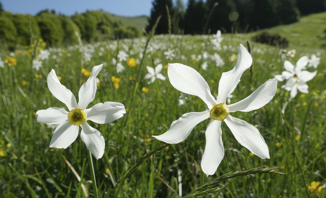 Daffodils filled meadows in Dromaé | © Archivio Garda Trentino (ph. Roberto Vuilleumier), Garda Trentino