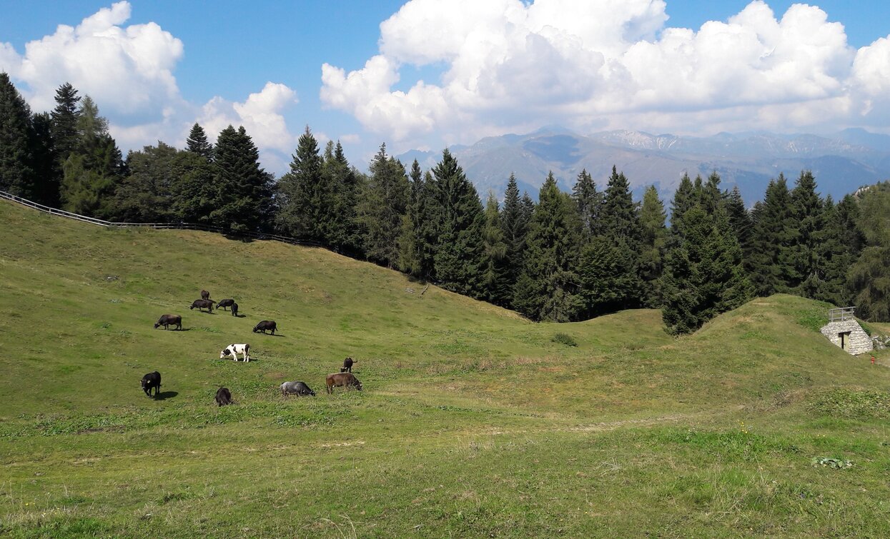 Meadows near Malga Cap | © Archivio Garda Trentino (ph. Stefania Oradini), North Lake Garda Trentino 
