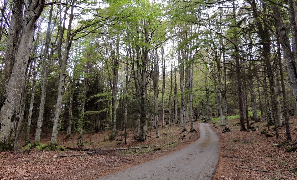 Route to San Giorgio | © Archivio Garda Trentino (ph. Fabrizio Novali), North Lake Garda Trentino 