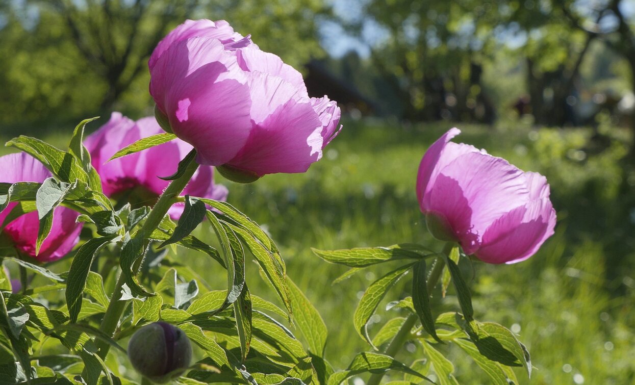 Peonies | © Roberto Vuilleumier, Garda Trentino