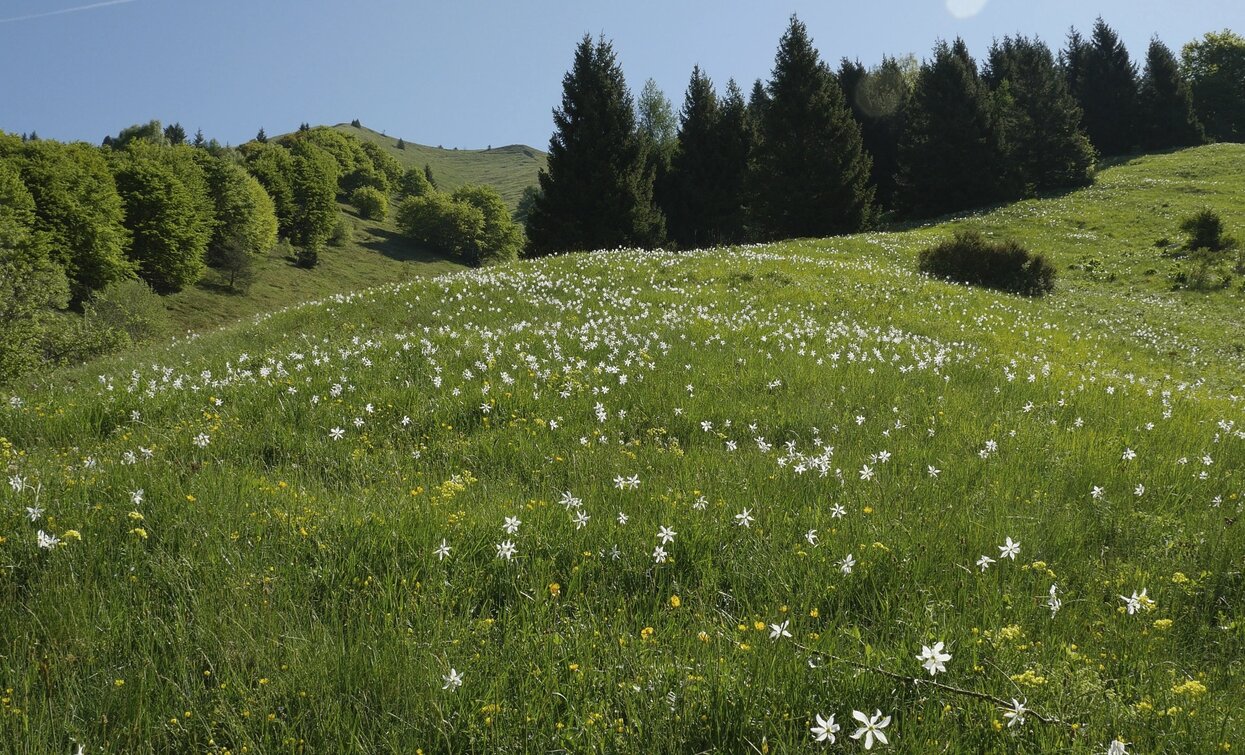 Über dem Casinei | © Roberto Vuilleumier, Garda Trentino