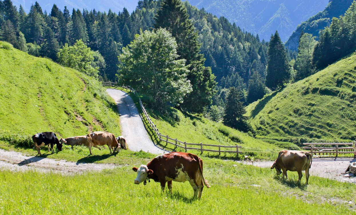 Pascoli sotto Malga Trat | © Stefania Oradini, Garda Trentino 