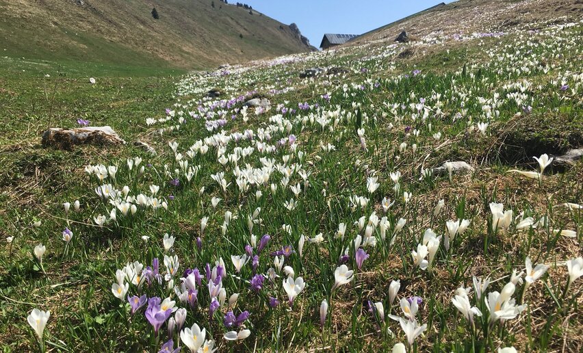 Prati fioriti | © Stefania Oradini, Garda Trentino  Prati fioriti | © Stefania Oradini, Garda Trentino