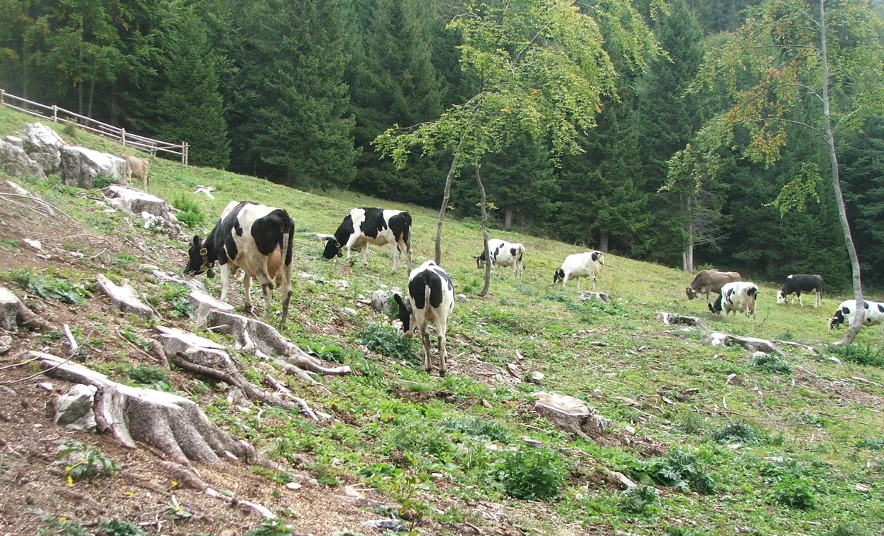 Pascoli verso Bocca Caset | © Staff Outdoor Garda Trentino AC, Garda Trentino 
