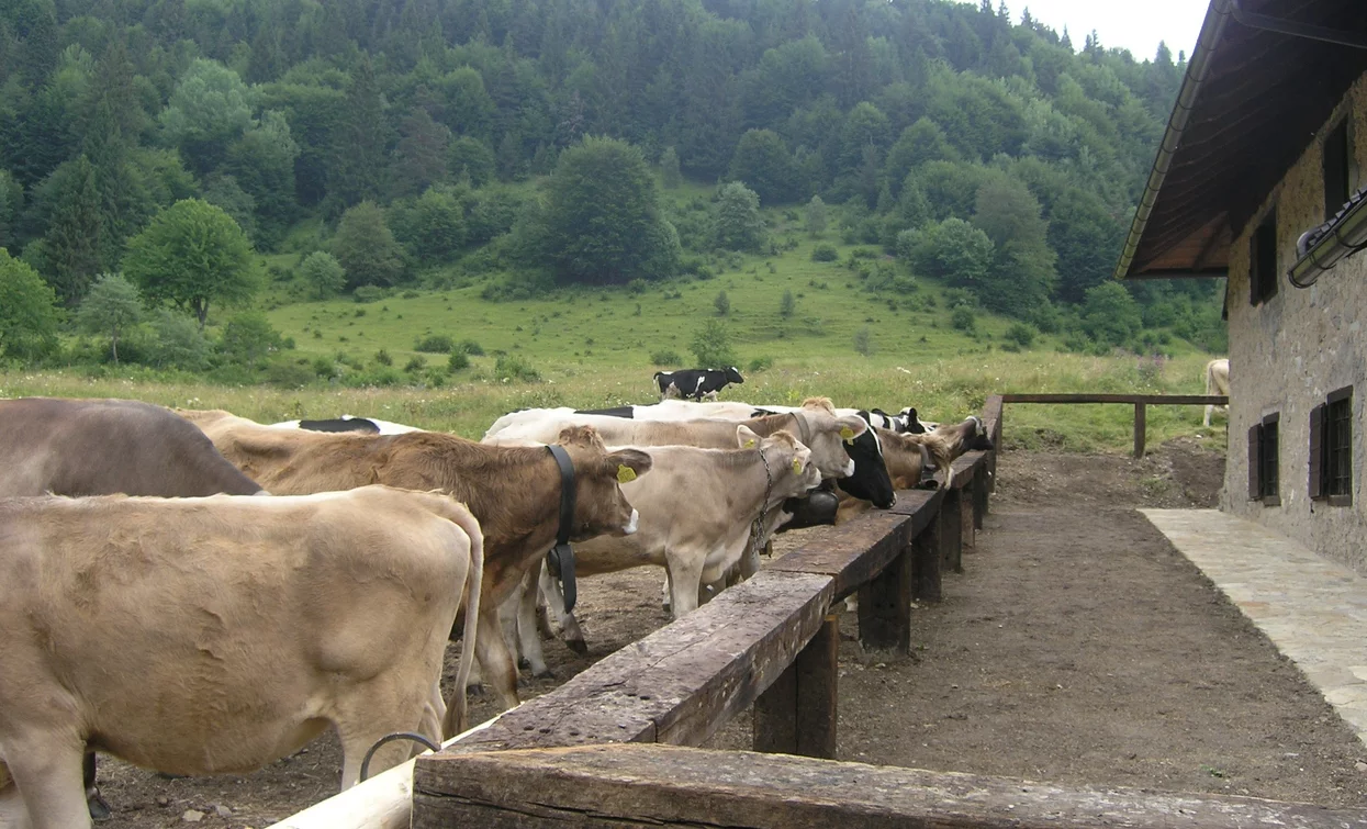 Mucche in malga | © Staff Outdoor Garda Trentino AC, Garda Trentino 