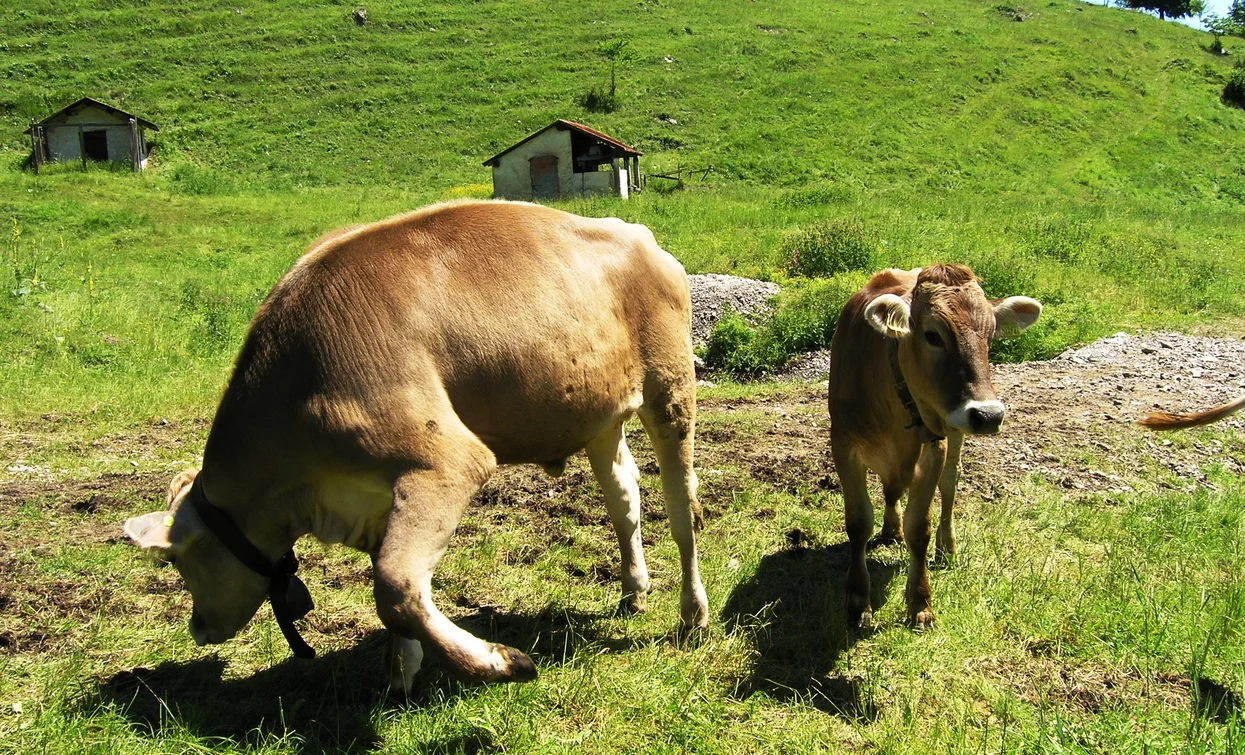 Mucche al pascolo | © Staff Outdoor Garda Trentino AC, Garda Trentino 
