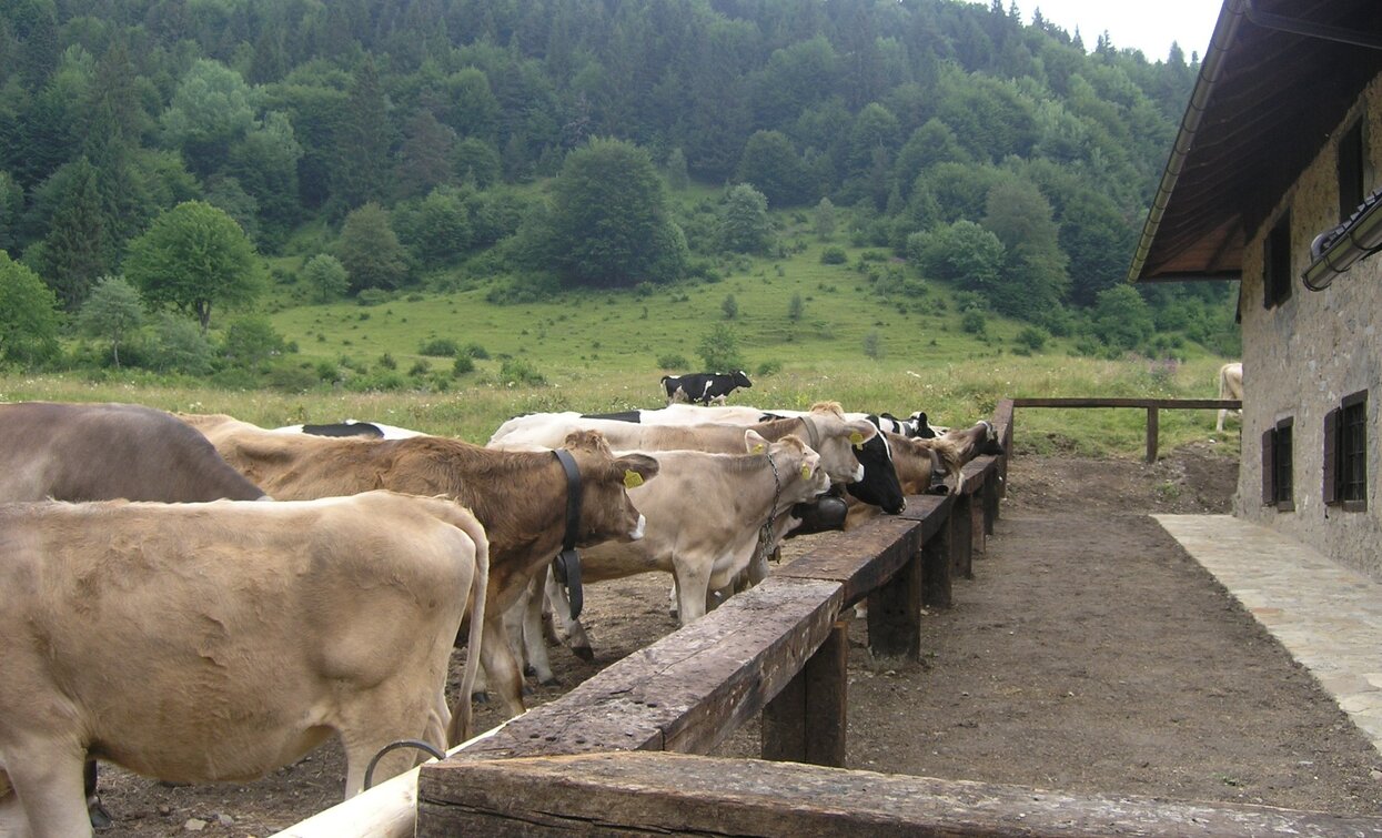 Cows in the alpine hut | © Staff Outdoor Garda Trentino AC, Garda Trentino
