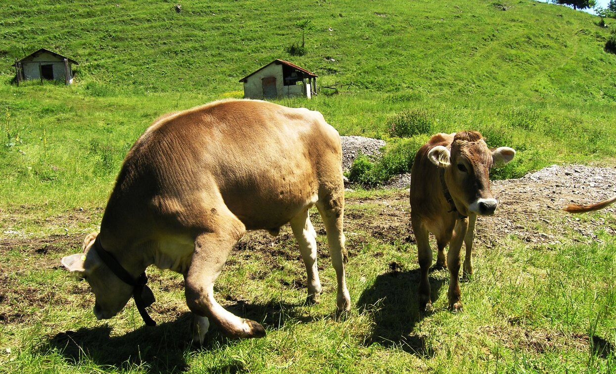 Cows grazing | © Staff Outdoor Garda Trentino AC, Garda Trentino