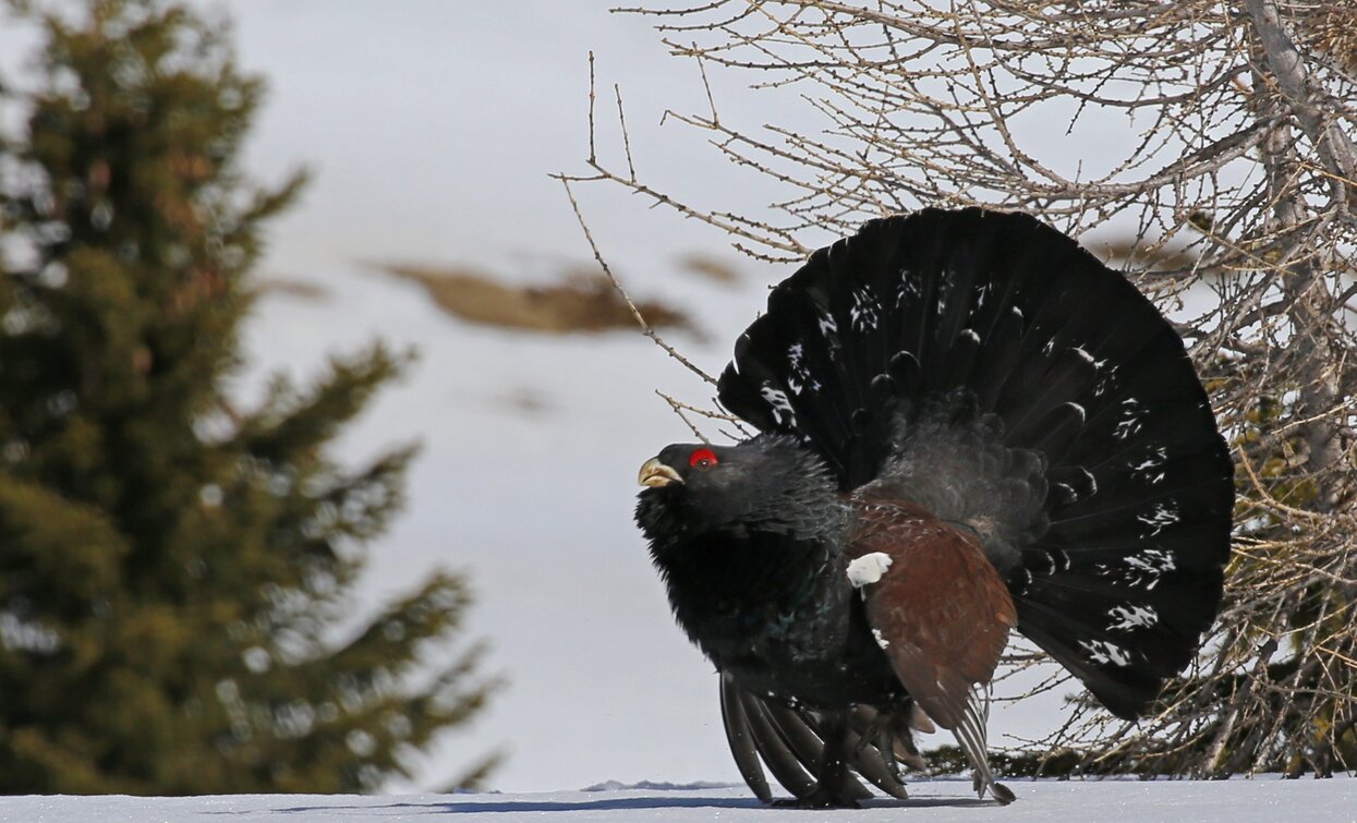Capercaillie | © Alessandro De Guelmi, Garda Trentino
