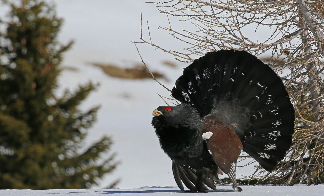 Gallo cedrone | © Alessandro De Guelmi, Garda Trentino 