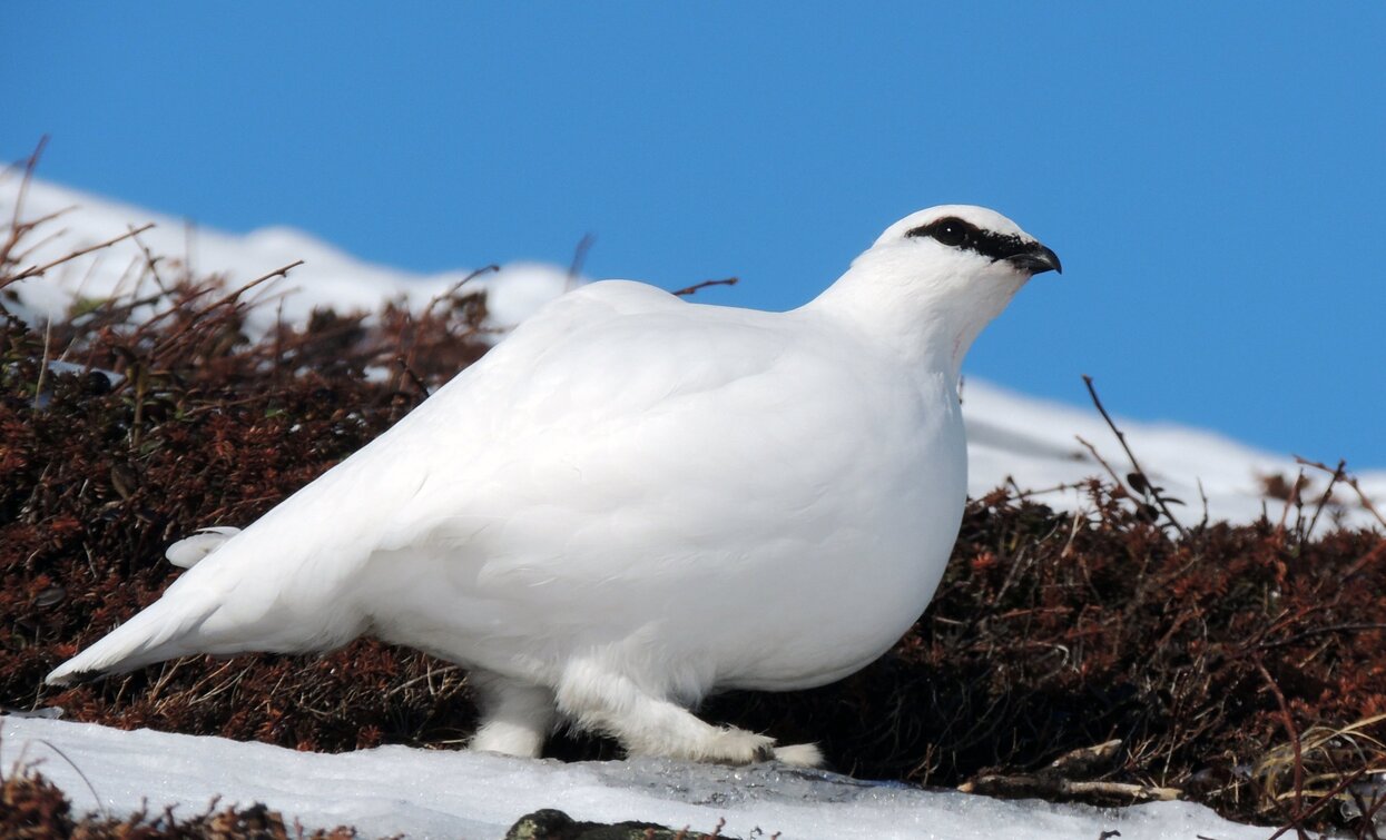 Schneehaselhuhn | © Alessandro De Guelmi, Garda Trentino