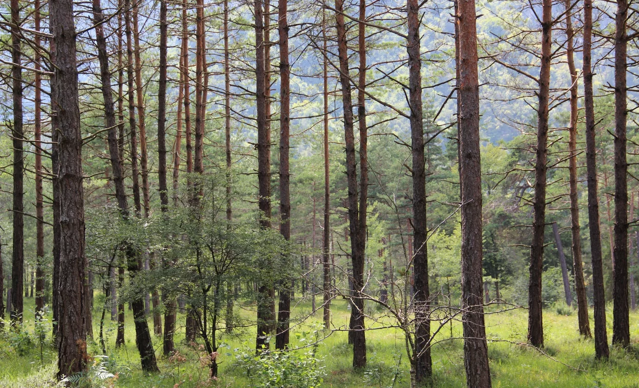 Pineta di Pur | © Staff Outdoor Garda Trentino AC, Garda Trentino