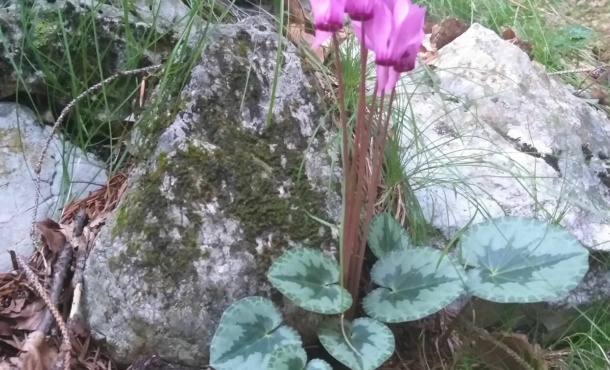 Ciclamini lungo il percorso | © Natalia Pellegrini, North Lake Garda Trentino 