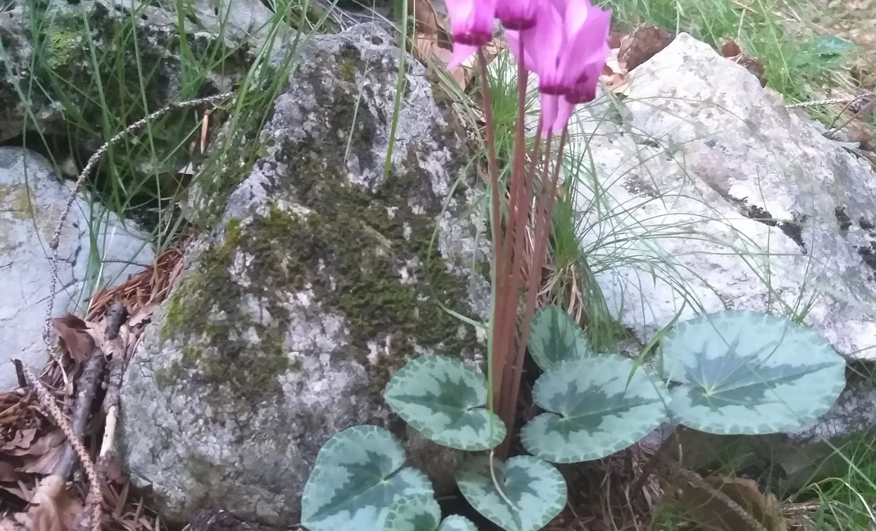 Cyclamens along the route | © Natalia Pellegrini, North Lake Garda Trentino 