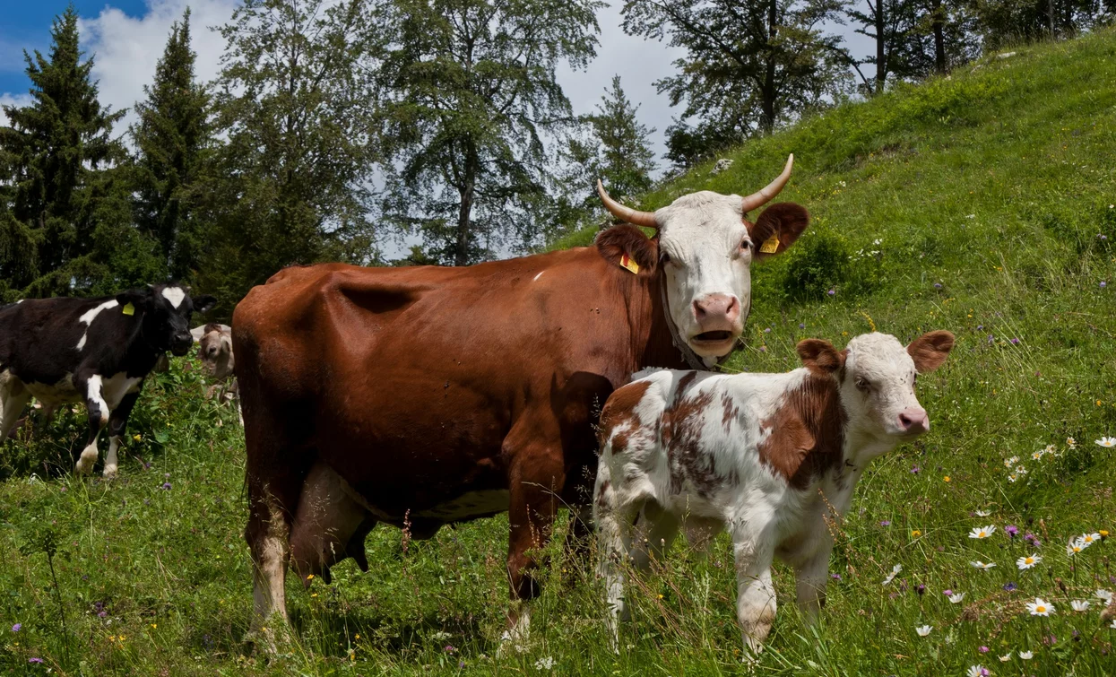 Cows grazing | © Mauro Stanchina, Garda Trentino 