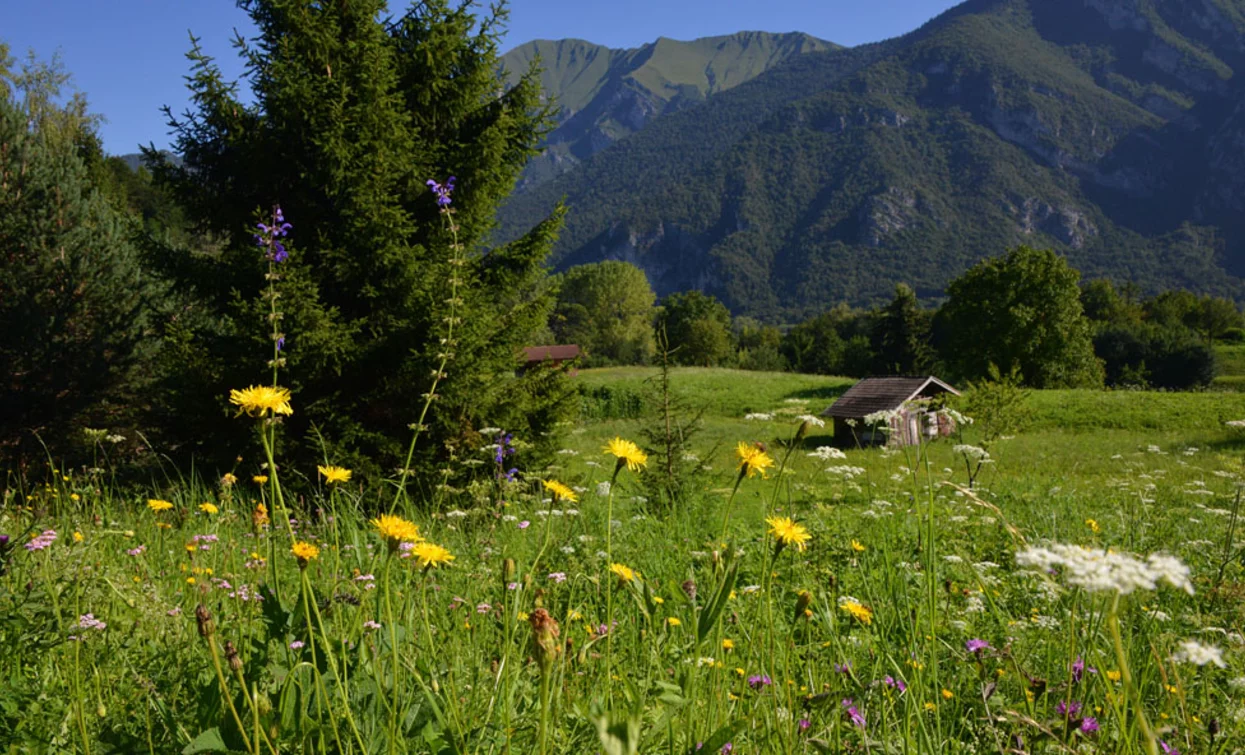 Wildflowers around Legos | © Voglino e Porporato, Garda Trentino 