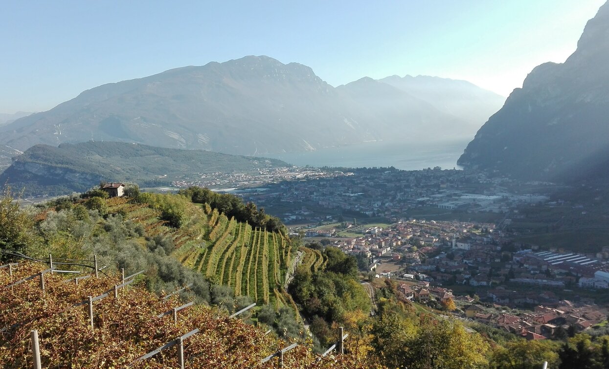 The vineyards of Tenno | © LaValeBellotti , Garda Trentino