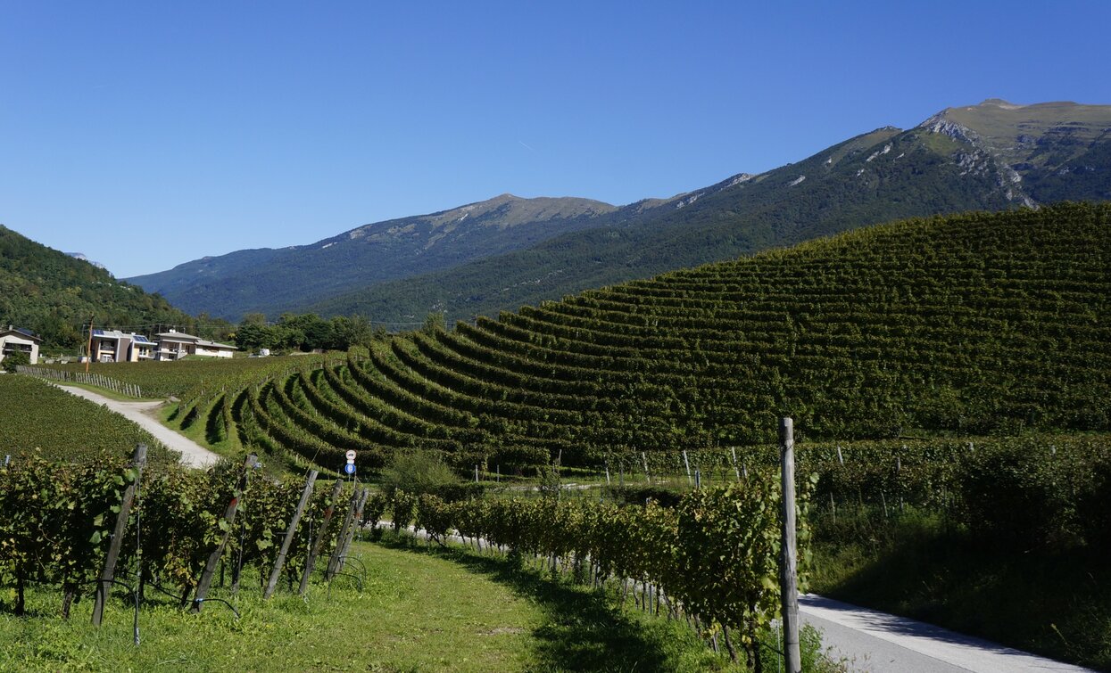 Die Weinberge bei Luch | © Archivio Garda Trentino (ph. Marco Giacomello), Garda Trentino 