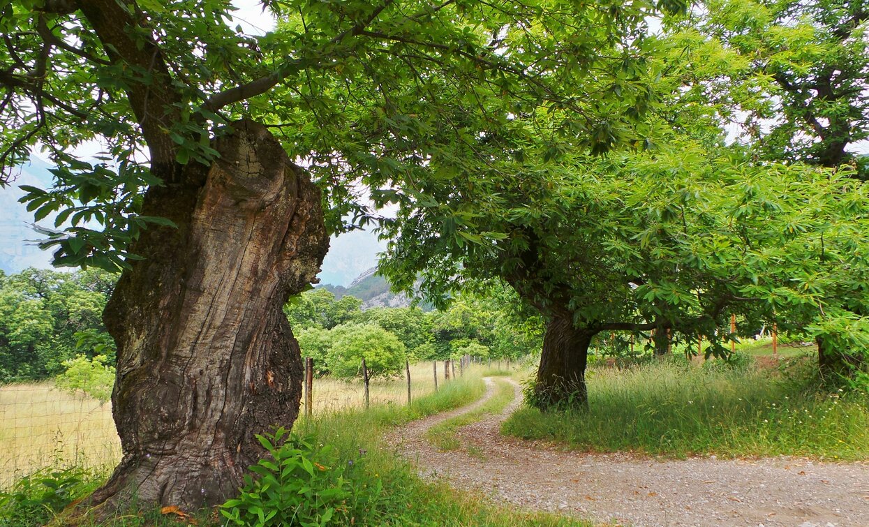 Der „Cammino dei Ricci“ (Kastanienweg) - Drena | © Staff Outdoor GardaTrentino MM, Garda Trentino 