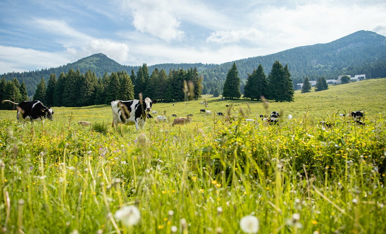 Mucche al pascolo in alpeggio a Tremalzo | © Archivio Garda Trentino (ph. Alice Russolo), Garda Trentino 
