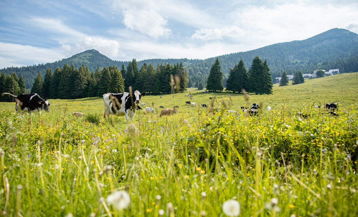 Kühe auf der Alpweide in Tremalzo | © Archivio Garda Trentino (ph. Alice Russolo), Garda Trentino 