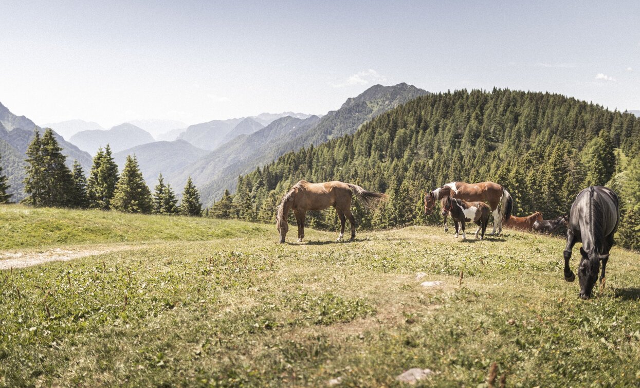 Wiesen um Malga Movlina | © Archivio Garda Trentino (ph. Watchsome), Garda Trentino 
