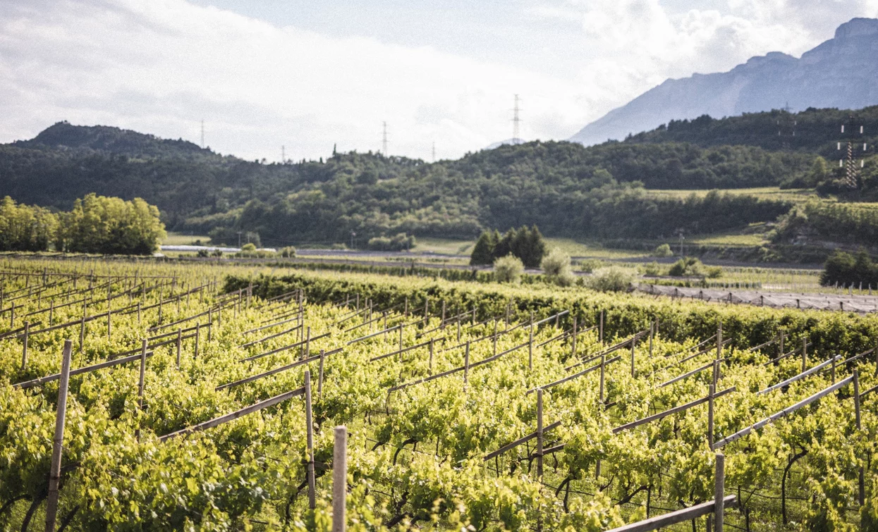 Nosiola vineyards | © Archivio Garda Trentino (ph. Watchsome), Garda Trentino 
