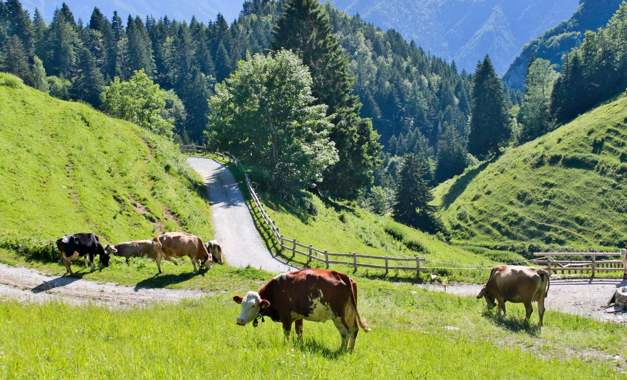 Wiesen in der Umgebung von Malga Trat | © Archivio Garda Trentino (ph. Stefania Oradini), North Lake Garda Trentino 