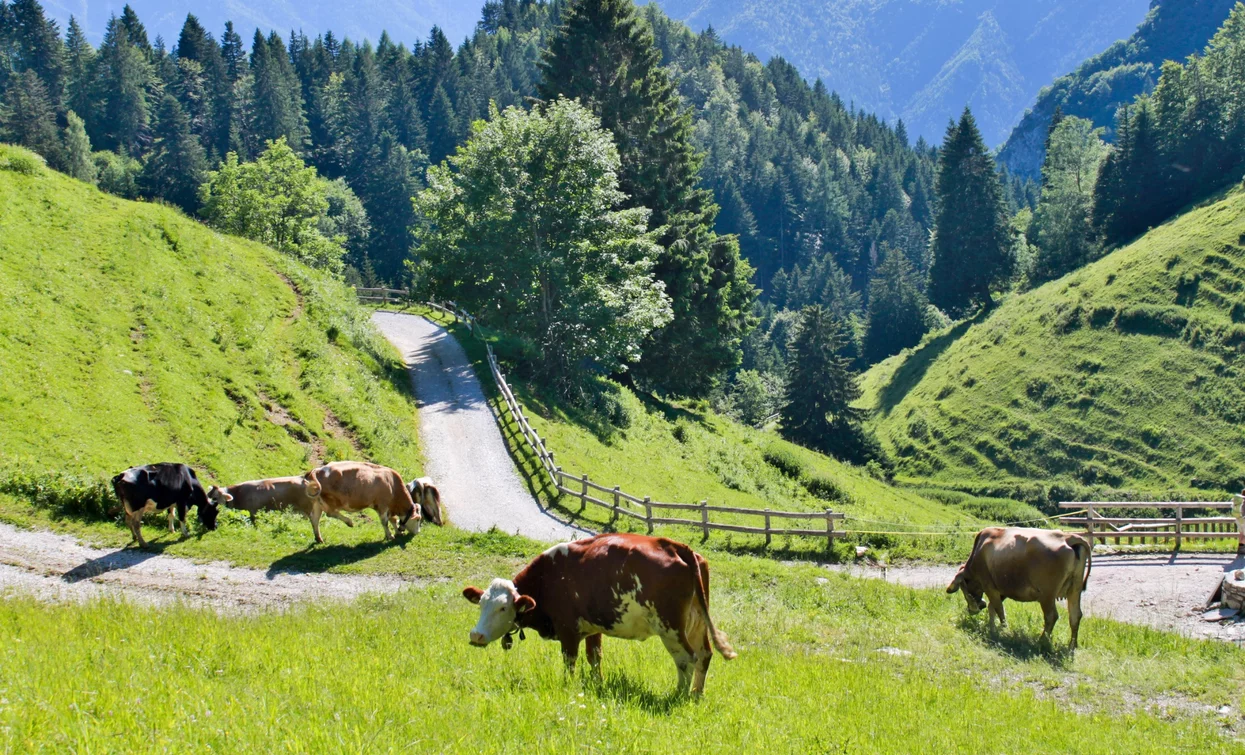 Pastures under Malga Trat | © Archivio Garda Trentino (ph. Stefania Oradini), North Lake Garda Trentino 