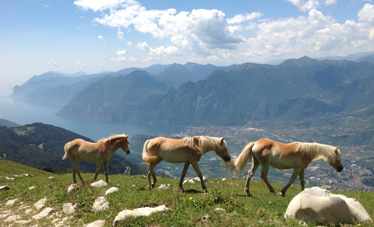 Monte Stivo - Pferde | © Archivio APT Garda Trentino, Garda Trentino 