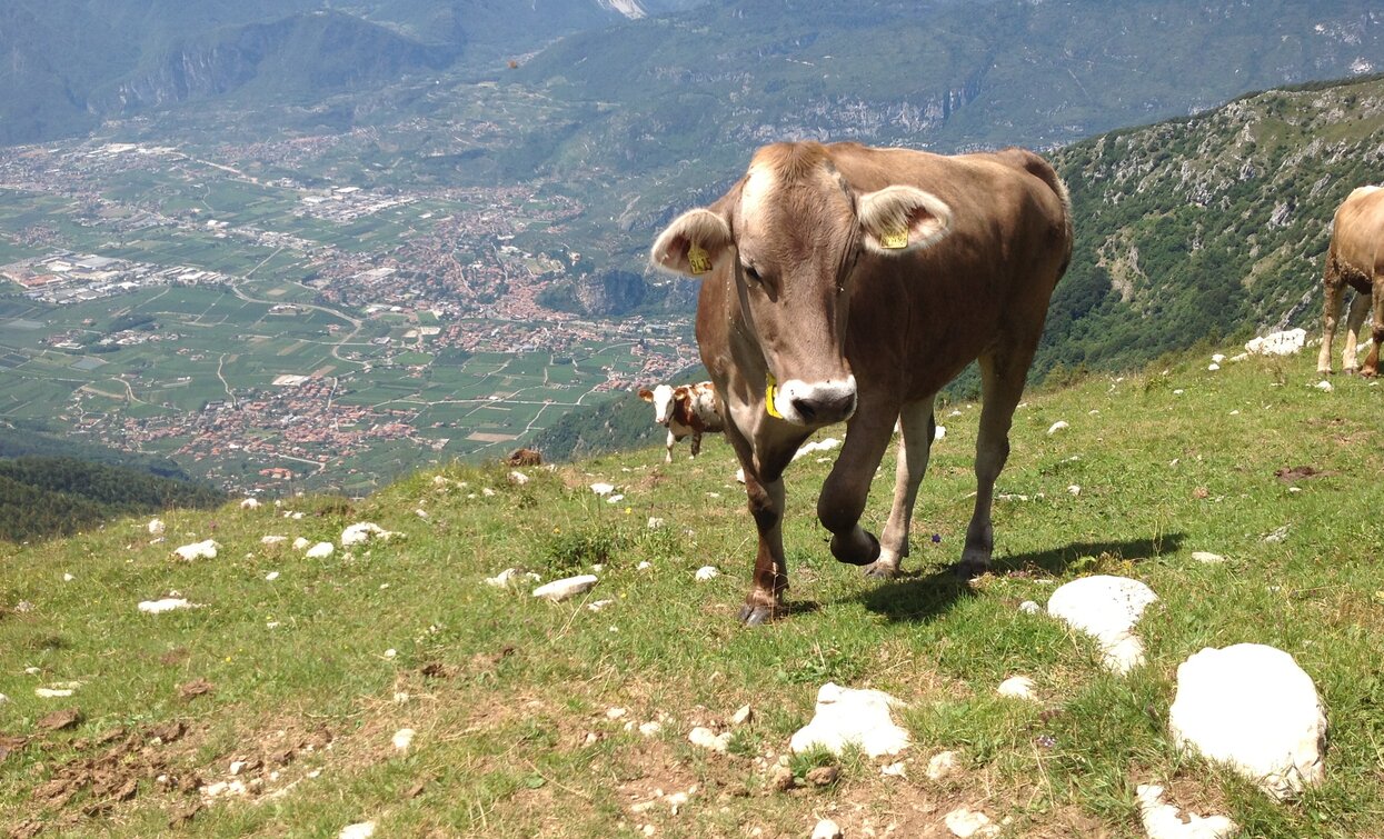 Cows at Malga Stivo | © Archivio Garda Trentino, Garda Trentino 