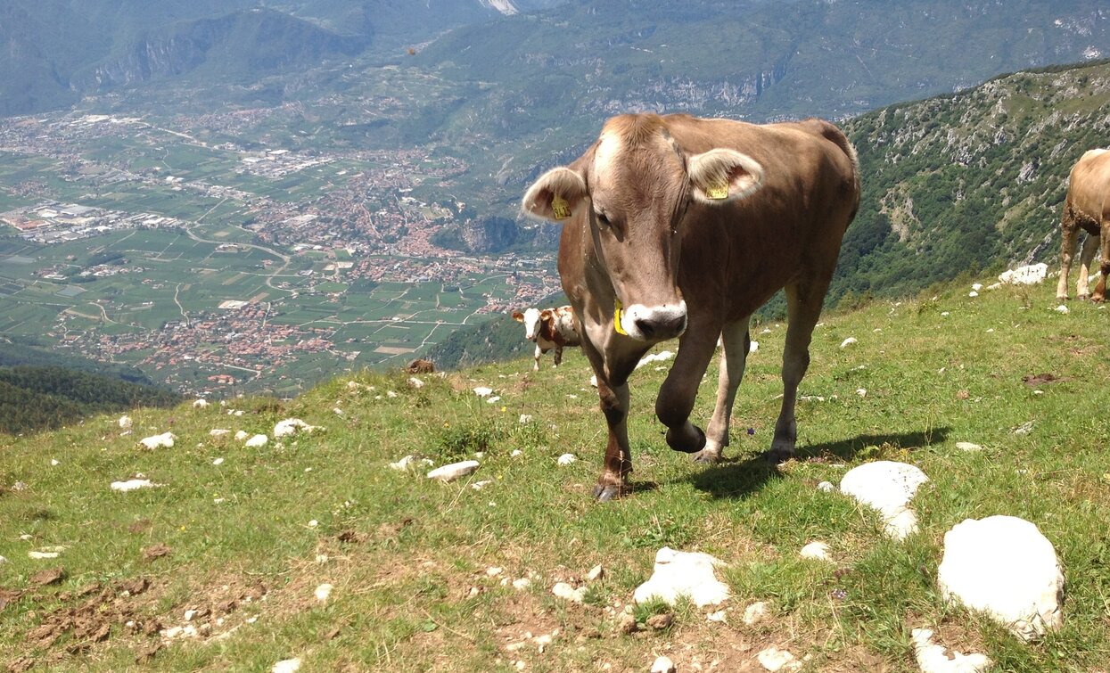 Mucche a Malga Stivo | © Archivio Garda Trentino, Garda Trentino 