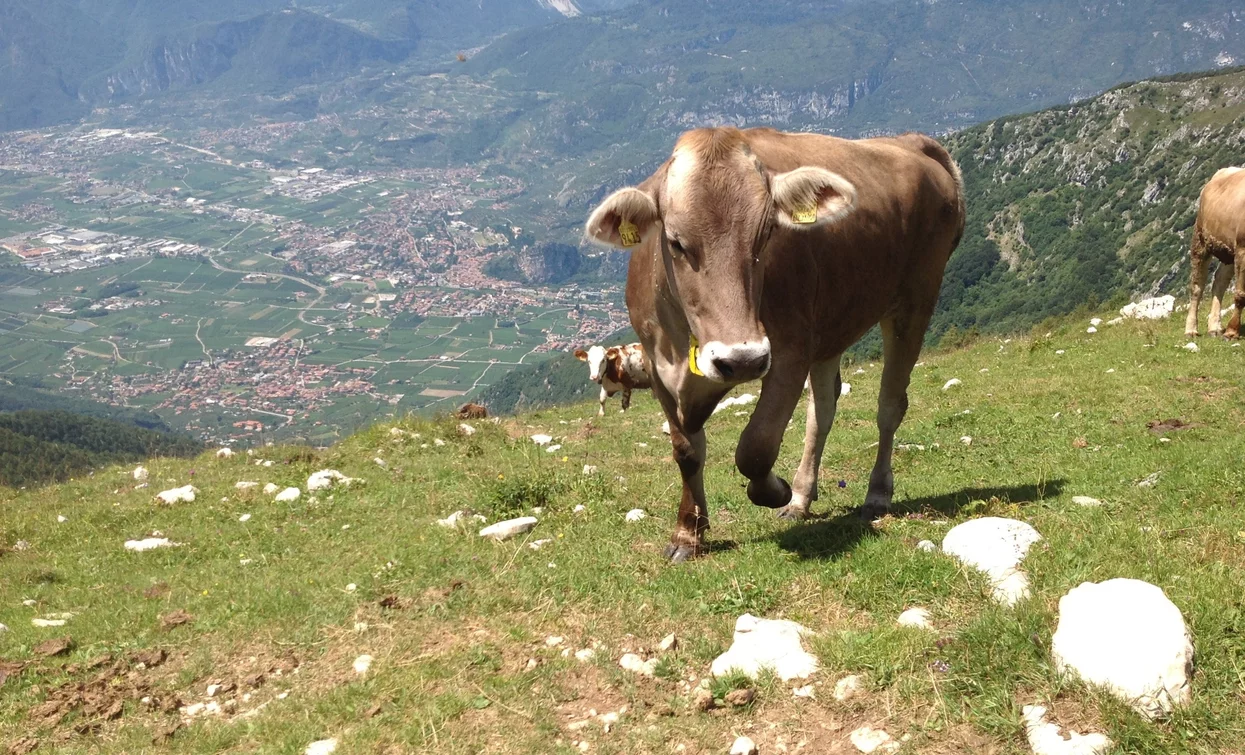 Kühe bei der Malga Stivo | © Archivio Garda Trentino, Garda Trentino 