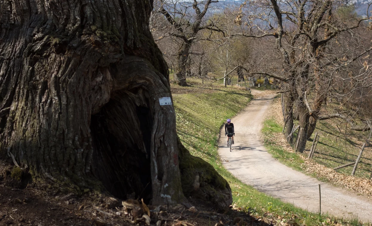Castagneto | © Marco Giacomello, Garda Trentino 