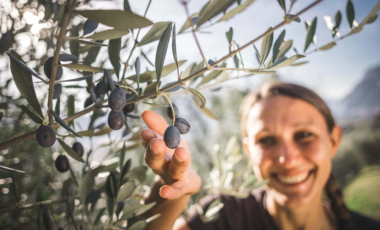 Reife Olive | © Archivio Garda Trentino (ph. Tommaso Prugnola), Garda Trentino 