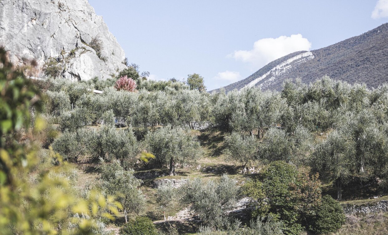 Die Olivenplantage von Arco | © Archivio Garda Trentino (ph. Watchsome), Garda Trentino 