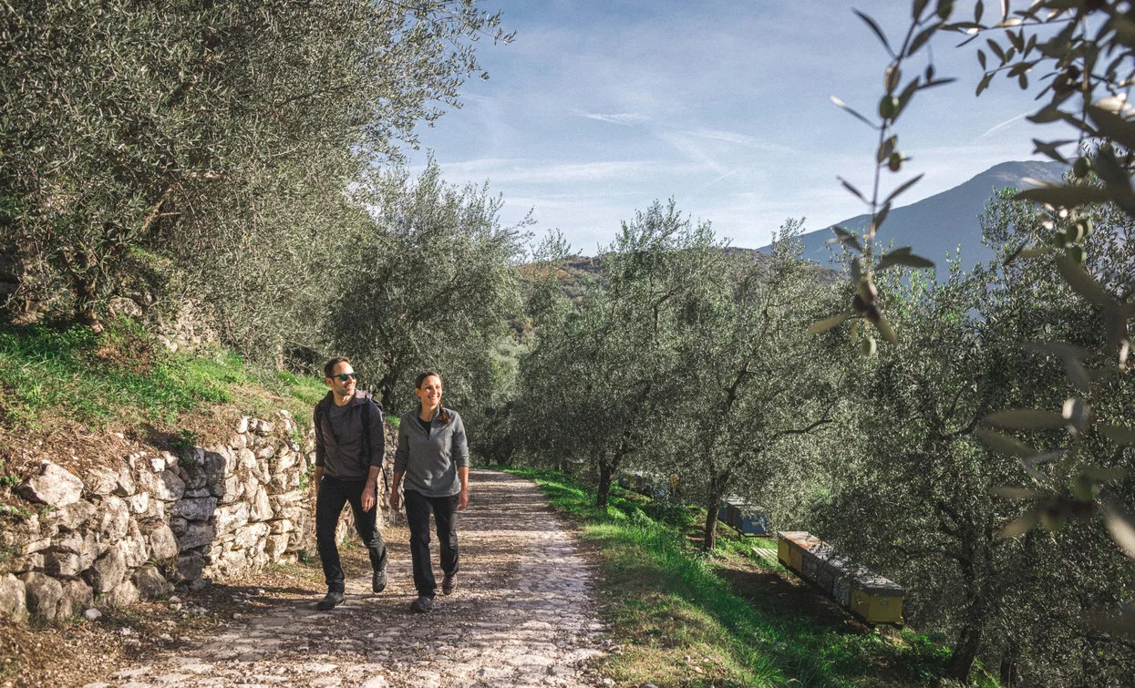 Spaziergang im Olivenhain | © Archivio Garda Trentino (ph. Tommaso Prugnola), Garda Trentino 