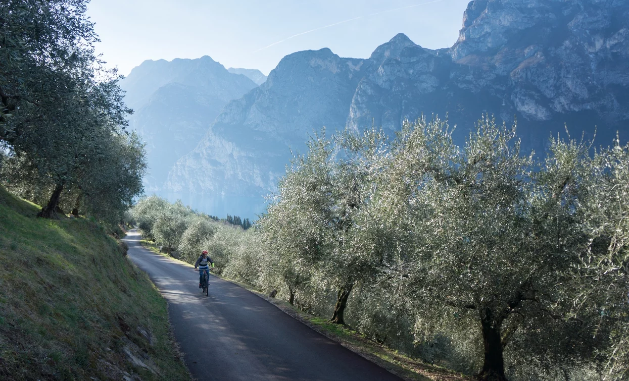 Der Aufstieg zum Monte Brione zwischen den Olivenbäumen mit dem Gardasee im Hintergrund | © M. Giacomello , Garda Trentino 
