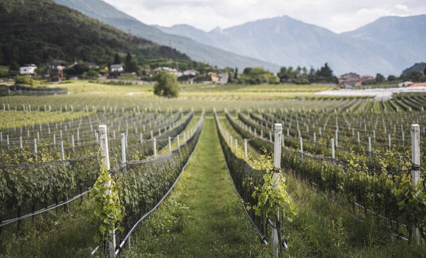 Nosiola cultivations | © Archivio Garda Trentino (ph. Watchsome), Garda Trentino 