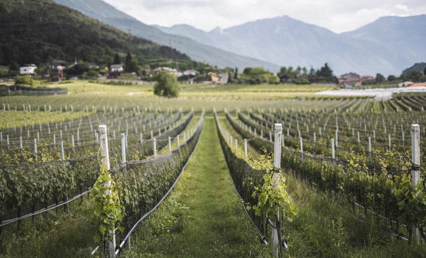 Anbau der Nosiola | © Archivio Garda Trentino (ph. Watchsome), Garda Trentino 