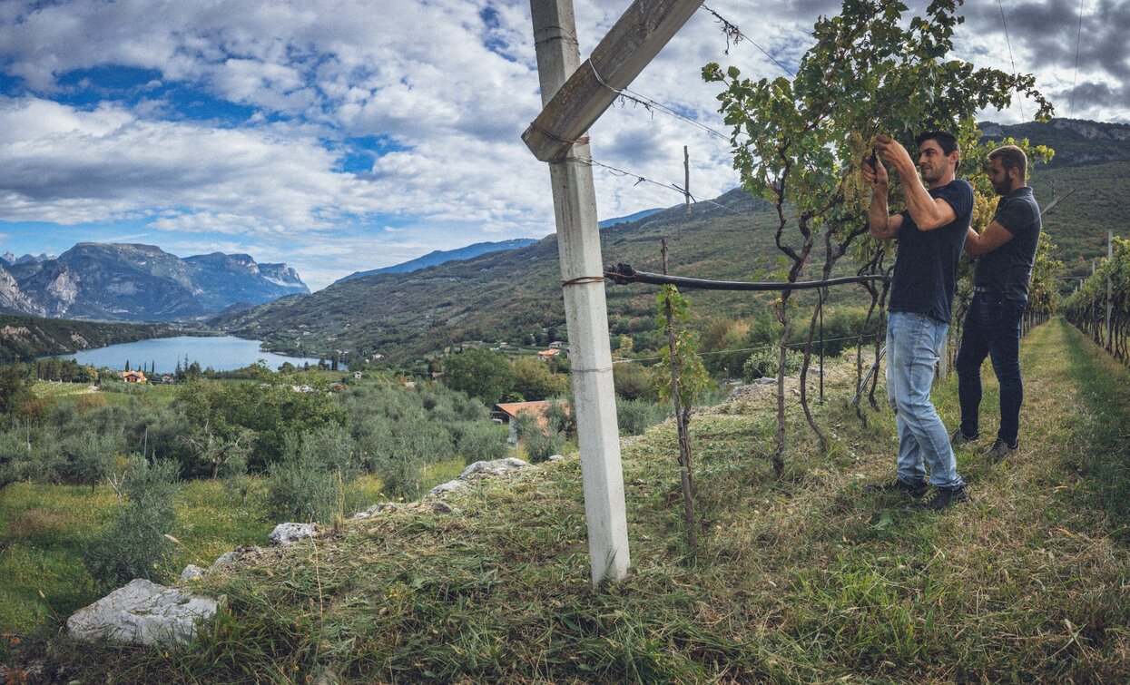 Weinlese auf den Monti di Calavino | © Staff Outdoor Garda Trentino AC, Garda Trentino