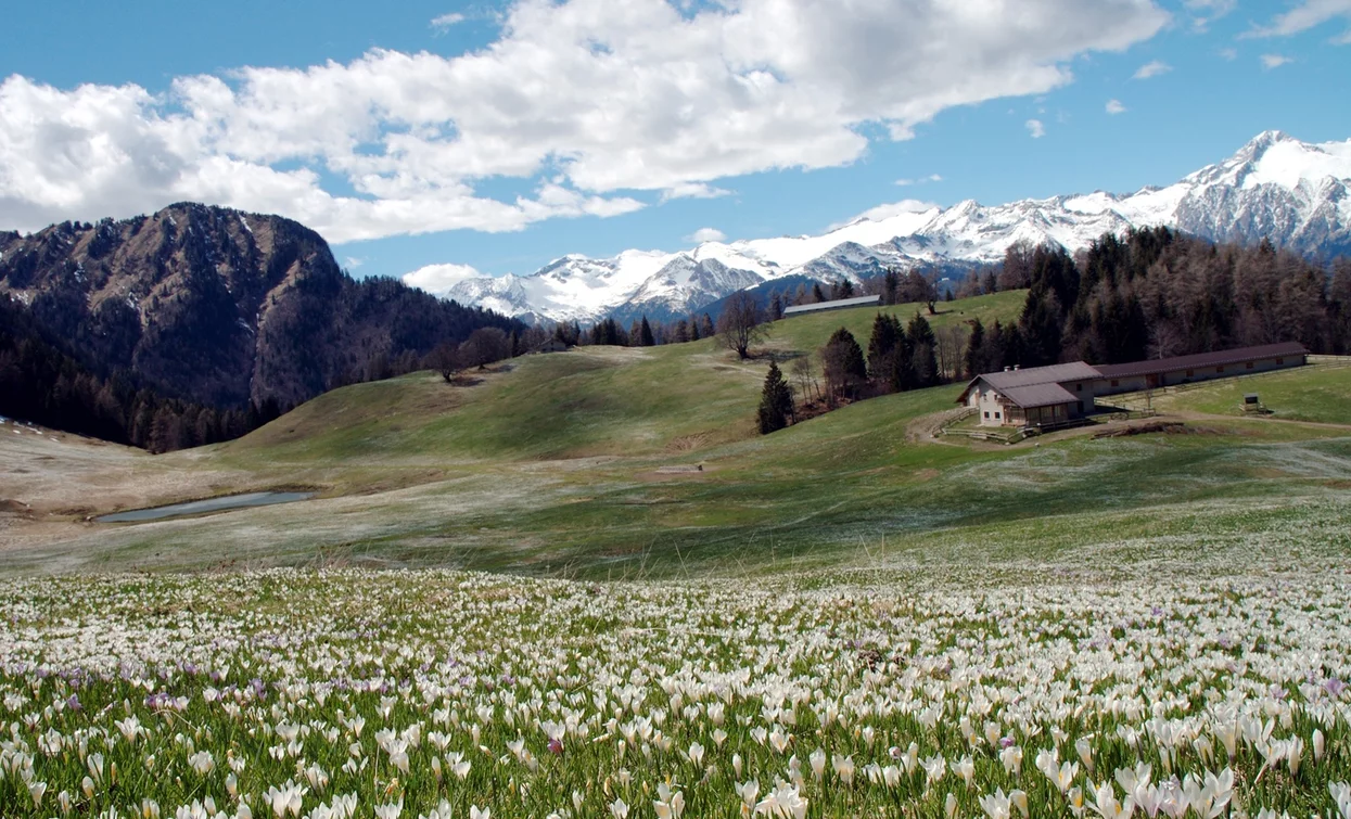 Alm Stabio | © APT Terme di Comano Dolomiti di Brenta, Garda Trentino 