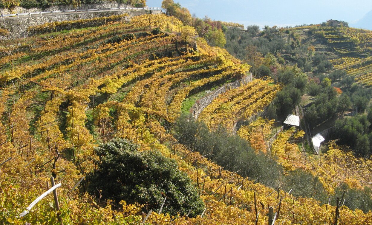 I tipici terrazzamenti di Tenno | © Foto di S. Michelotti, Garda Trentino 