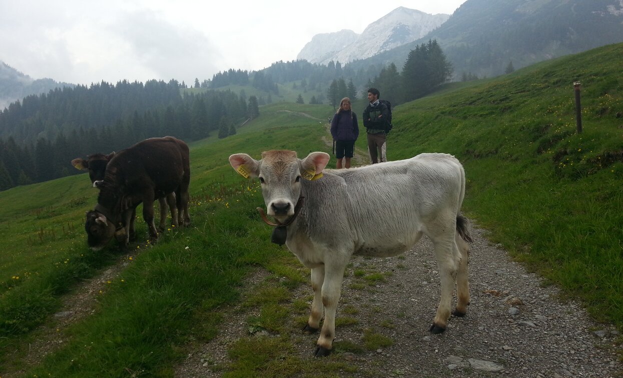 Malga Movlina - Val Algone | © Staff Outdoor Garda Trentino VN, North Lake Garda Trentino 