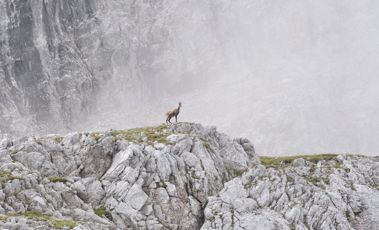 Chamois | © Associazione Giovane Judicaria, North Lake Garda Trentino 