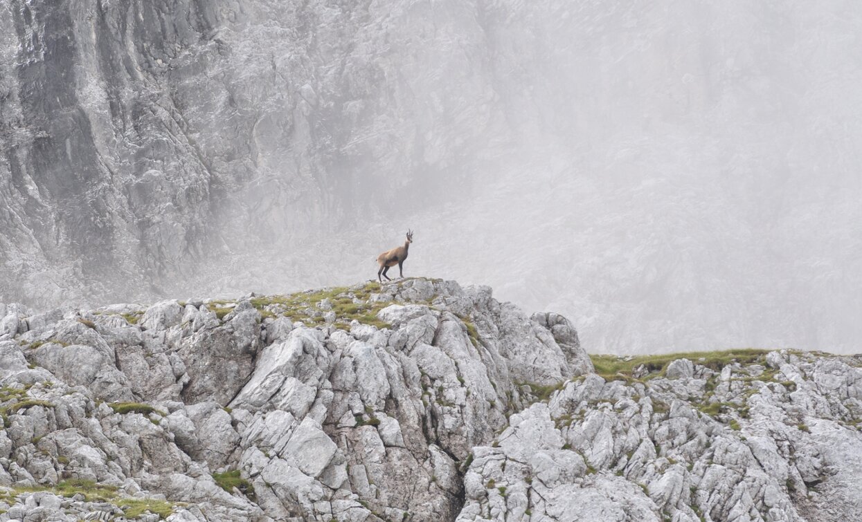 Gämse | © Associazione Giovane Judicaria, North Lake Garda Trentino 